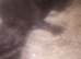 STUNNING ORIENTAL BENGAL HYBRID KITTENS 2 GIRLS 1 BOY RARE COATS BOTH PARENTS CAN BE SEEN READY DECEMBER