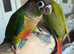 Baby hand reared conure