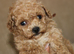 F1 Poochon puppies Health Tested parents