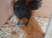 Necked neck bantam chickens