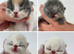 exotic female kitten