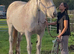 For sale 17.3hh 12yo Percheron mare