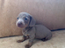 Isabella & tan dachund girl