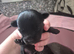 3 chorkie boys pups