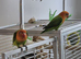 FISCHERS LOVEBIRDS