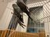 Black wing /face budgies breeding pair