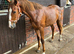 Lovely 2yr sports horse gelding