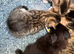 5 kittens for sale