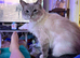 Smokey the ragdoll