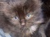 Female kittens for sale
