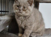 Female lilac tortie kitten
