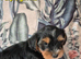 Yorkshire/Biewier terrier puppies