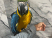 Stunning Very Tame Talking Blue & Gold Macaw