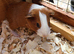 Guinea Pigs