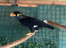 Myna bird