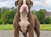 American bulldog