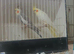 Cockatails