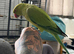 Indian ringneck