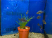 Juvenile Blue Hap (Aulonocara nyassae)