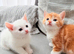 Stunning and very playful  kittens ginger white male female