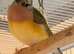Gouildian finch female available young