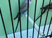 Top quality Blackwing split blackface budgies
