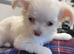 Pure long haired chihuahua