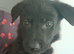2 Sheprador puppies Left  ready to leave Now