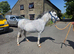 Registered Welsh Section A Mare