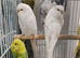 Budgies 2-Month 4 months -Old