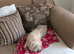 Cute pups for loving homes 500 very adorable