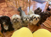 Pet sitting and cat sitting and day care