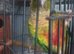 Pine apple conure hand tamed