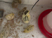 Chicks