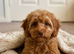 Amazing cavapoo puppies