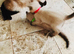 4 beutiful kittens :) looking forever homes
