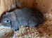 Mini lop Buck Blue opal