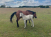 New Forest foals