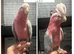 GARLA COCKTOOS