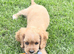 Beautiful 3/4 cavalier girl 1/4 show cocker