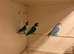 Trio of Lovebirds