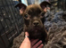 French bulldog cross