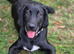 6 month male sprockerdor