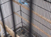 Baby budgies
