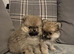 KC Pomeranian puppy
