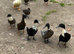Fertile Hybrid duck eggs
