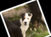 FULLY VACCINATED Border Collie puppies Fully ready to leave