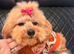 Pedigree toy poodle Molly
