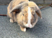 Mini lop looking for his new home