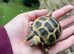 Baby Horsfield Tortoises with fully set up home and accessories